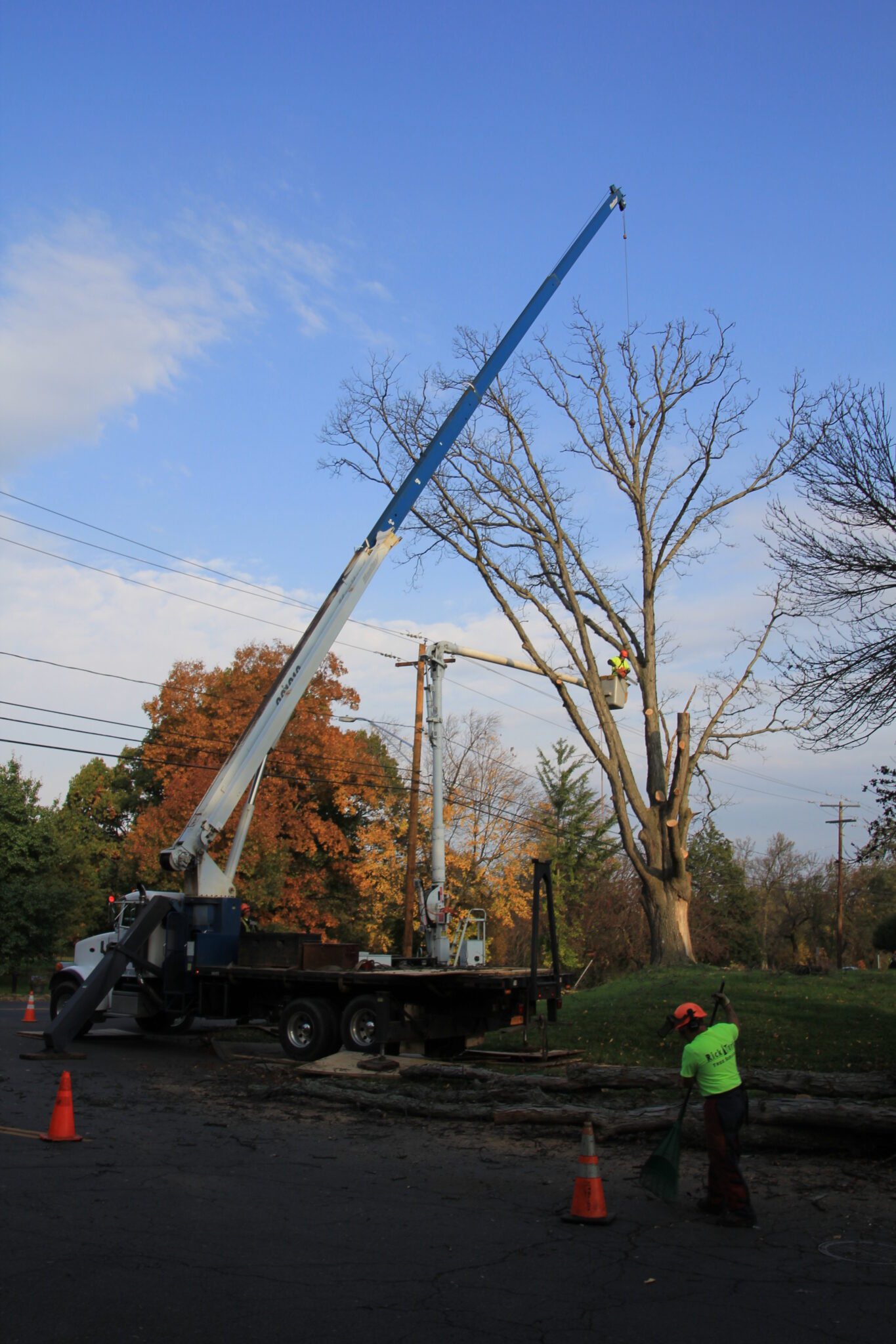 Crane lifting a large tree section