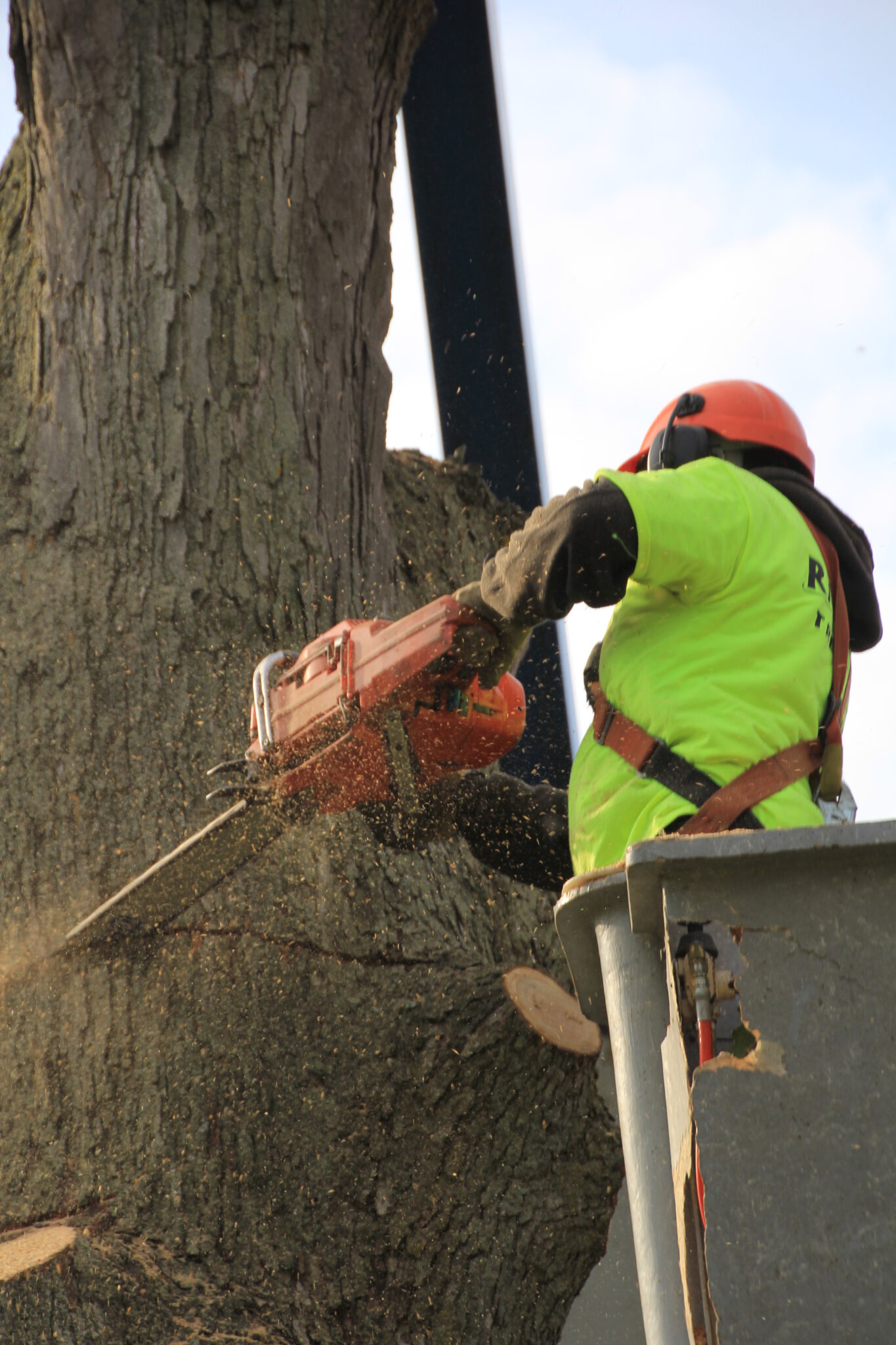 Tree removal job by Rick Turk Tree Service