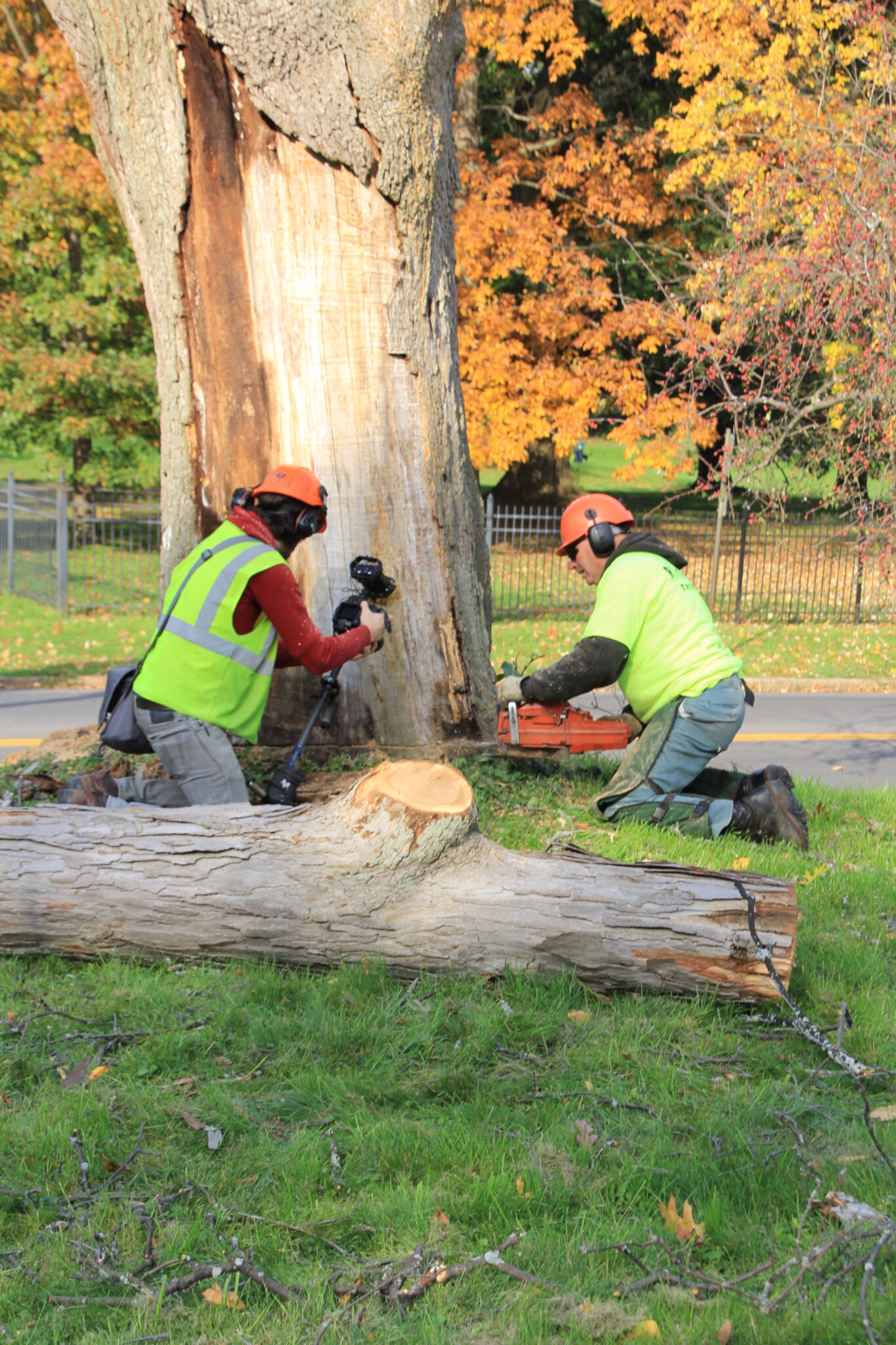 Crew clearing a large tree