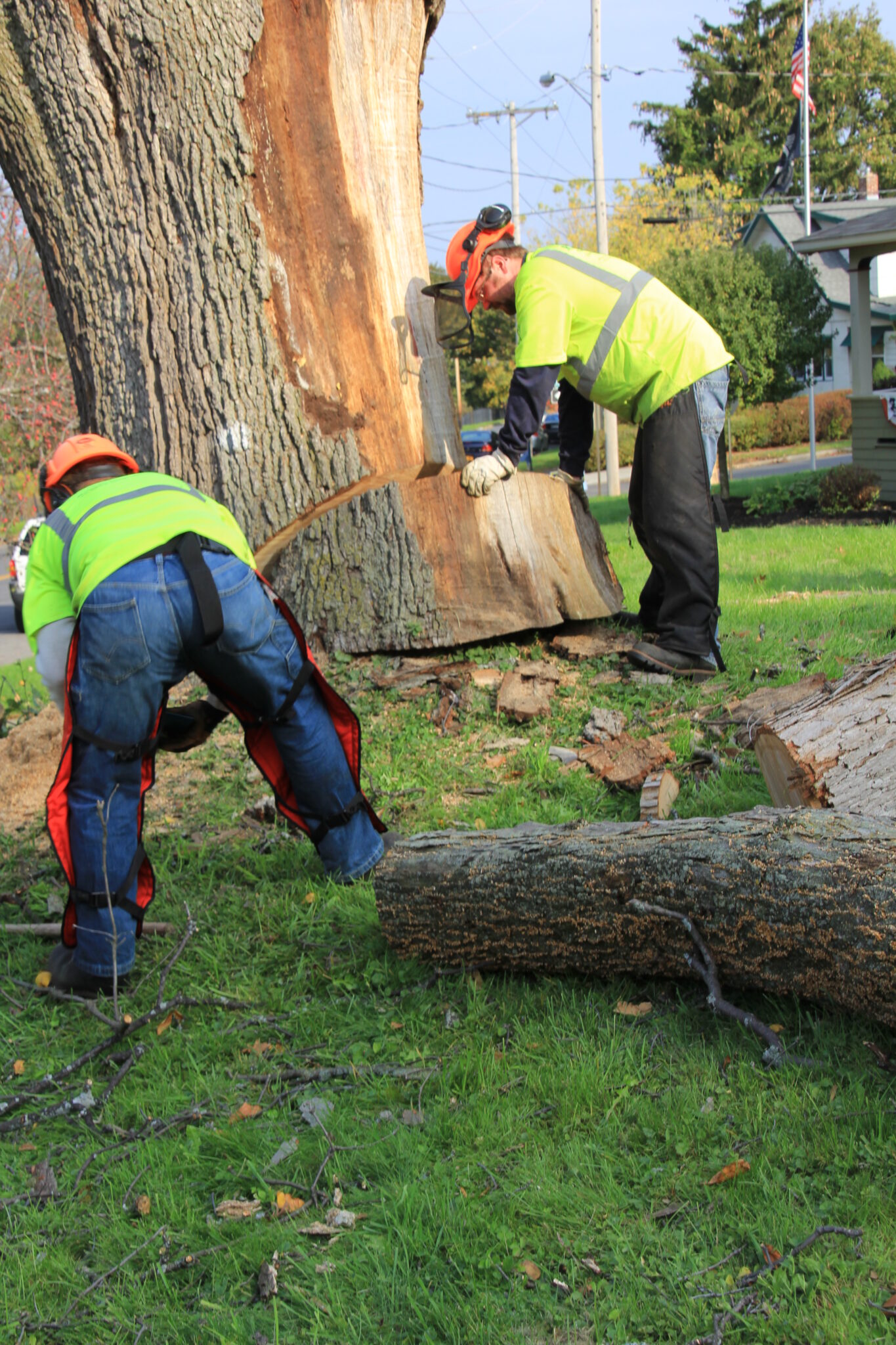 Crane tree removal in progress