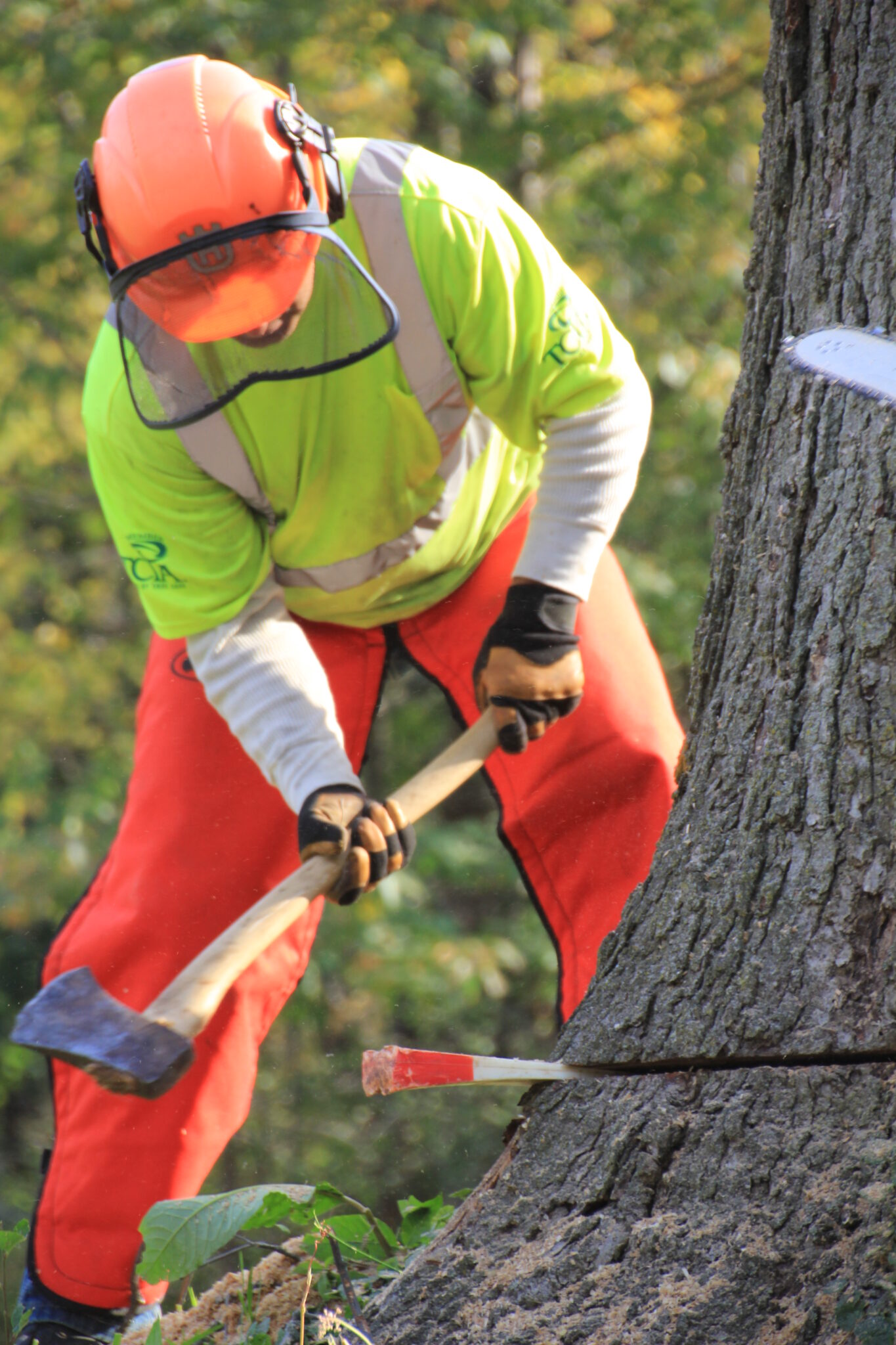 Bucket truck at work in a tall tree