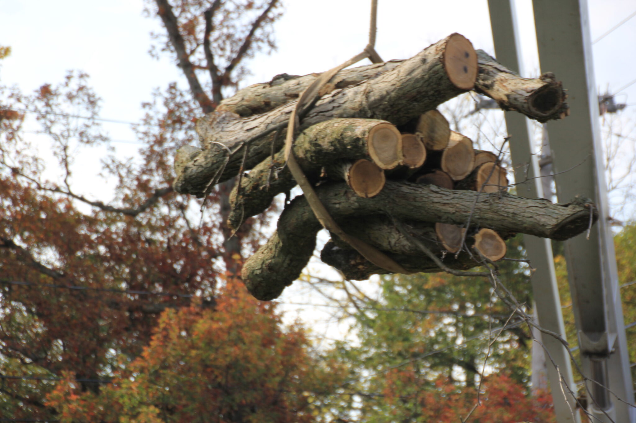 Crane lowering a heavy limb