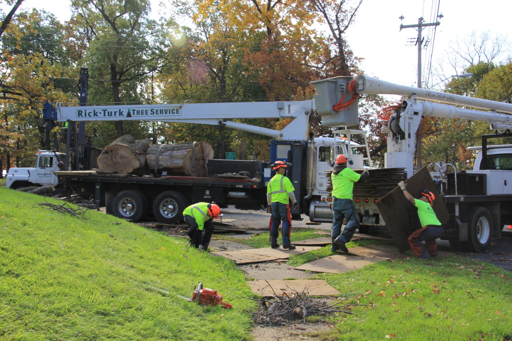 Bucket truck reaching into a tall tree