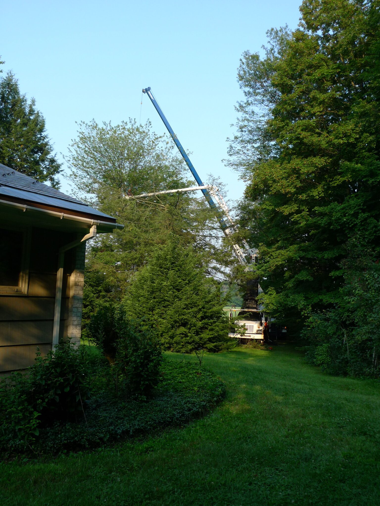 Large tree being removed by crane