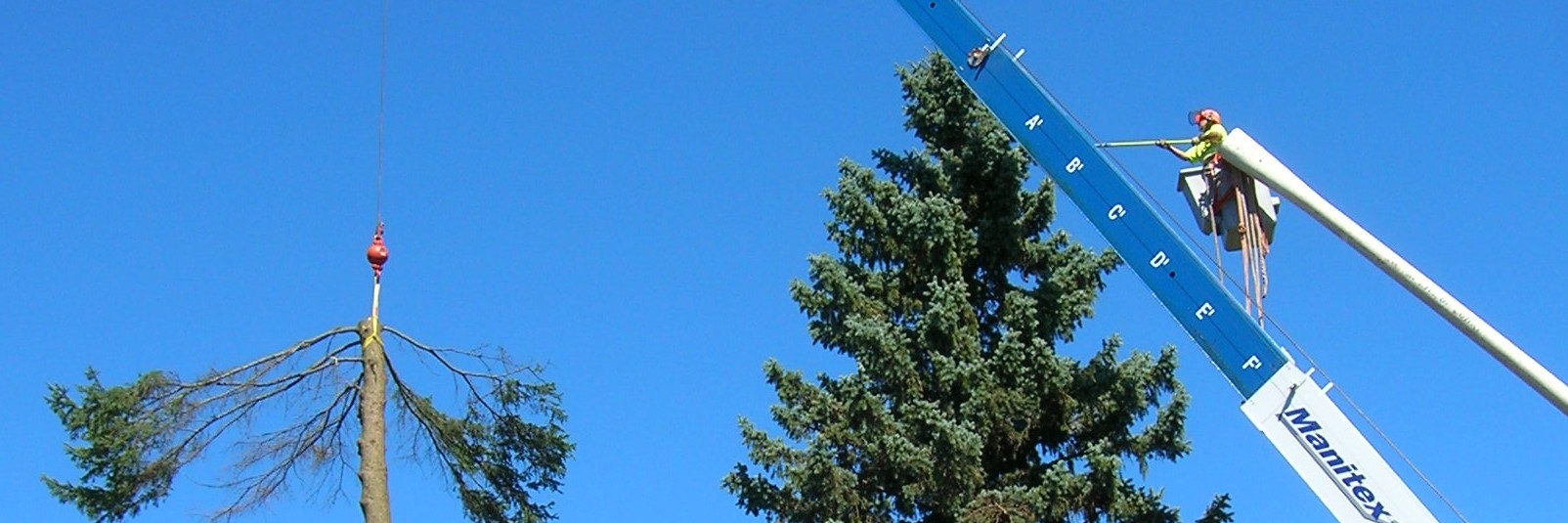Cleared work site after tree removal