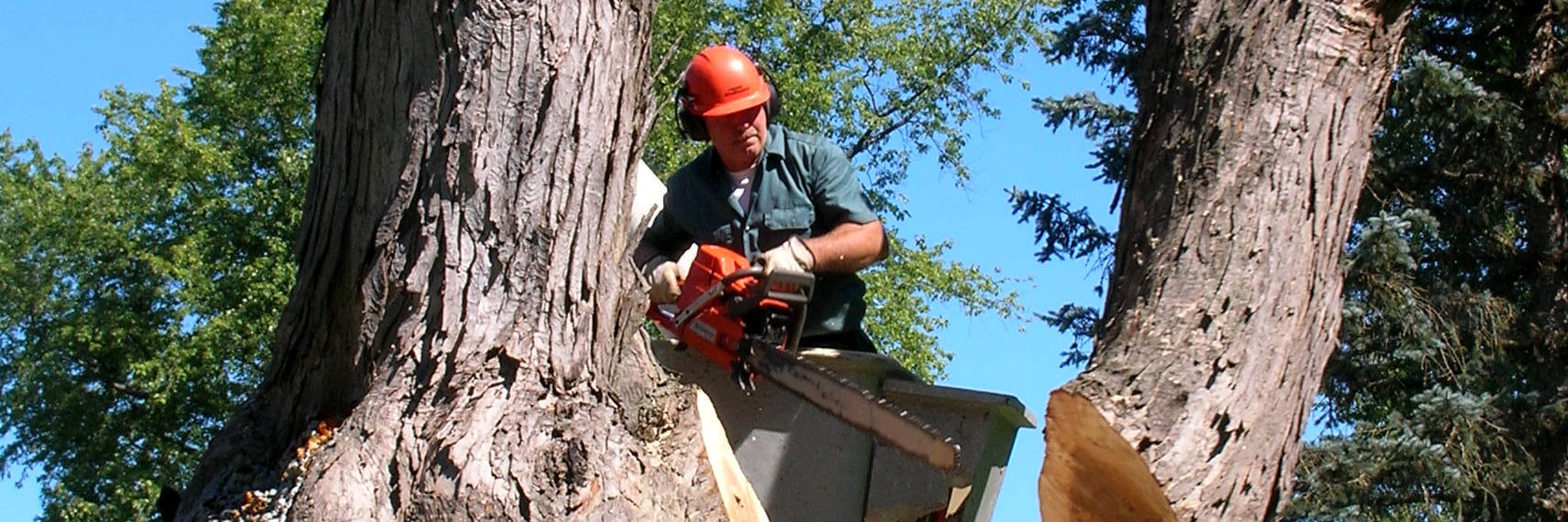 Rick Turk Tree Service on a residential property